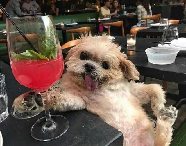 Победители конкурса фотографии Comedy Pet Photo Awards 2020