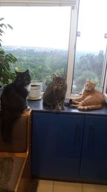 Давайте постить своих котов и кошек