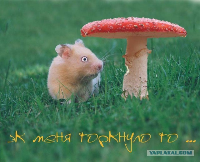 Так себе картинки 05.03.23