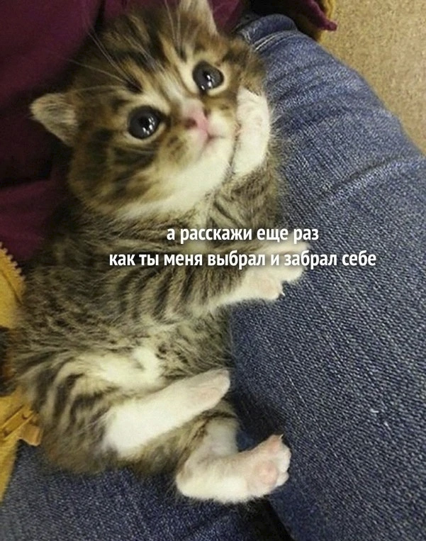 Повезло котейке