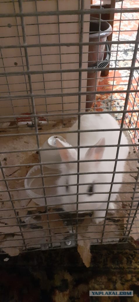Котейка