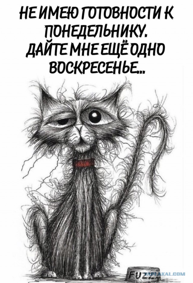 Весёлый полтишок 12.11.23