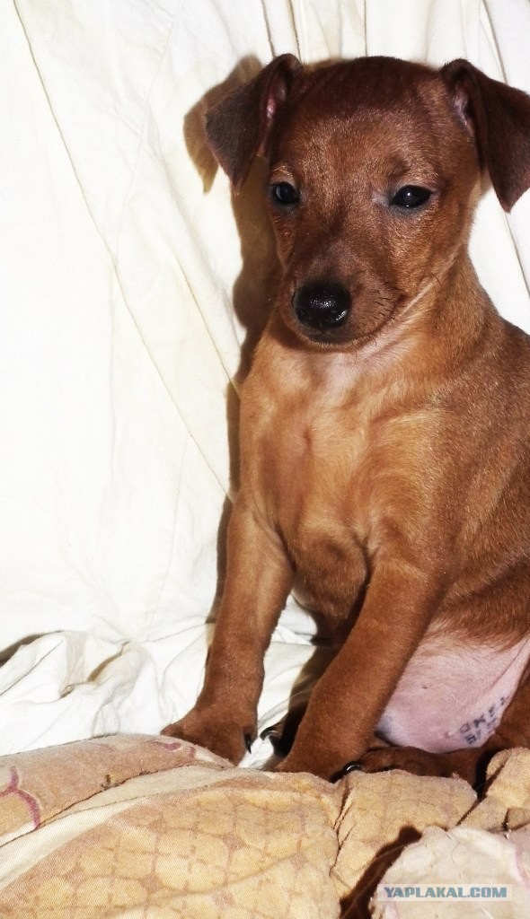 Собакочетверг!