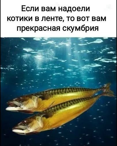 Пятничные бояны