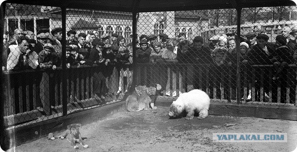 Ленинградский зоопарк во время блокады