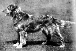 О, my dog