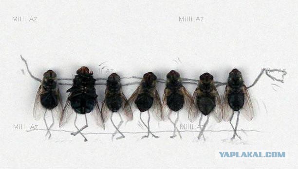 Украинские части отказались выдвигаться на Крым