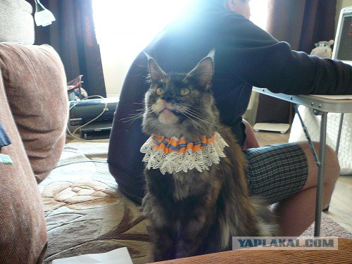 Котовторник 27.5.2014