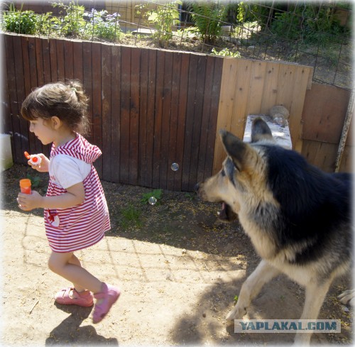 Мой малый друг Мухтар