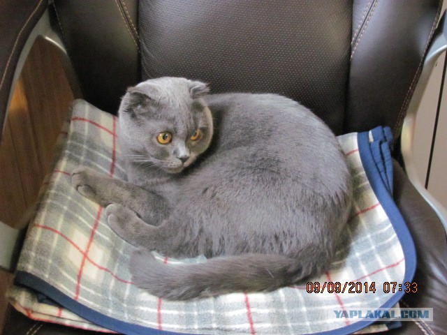 Котовторник 09.09.2014