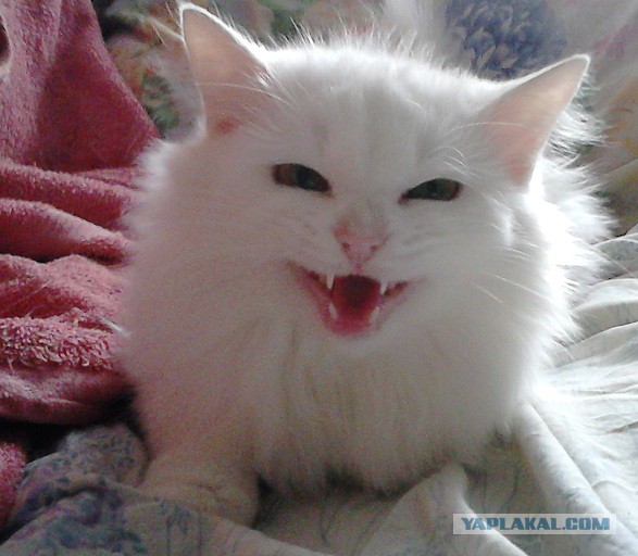 Котовторник 28.10.2014