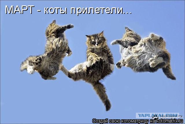 Кошки обезумели!