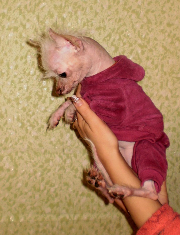 Когда в доме есть кот...