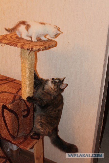 Котовторник