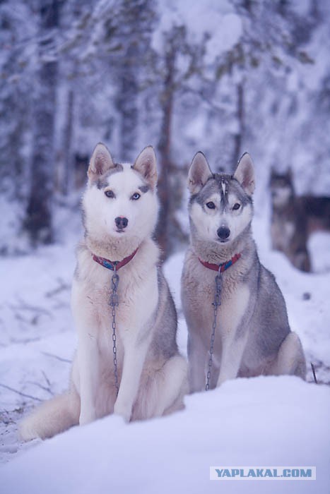 Собакочетверг