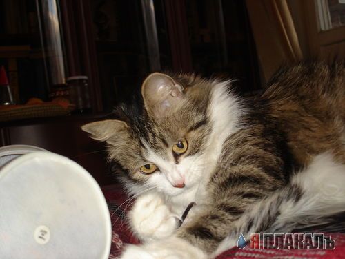 А вот и котовторник!