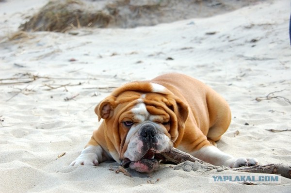 Страшно красивые терьеры