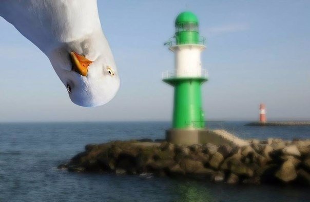 Прикольные животные