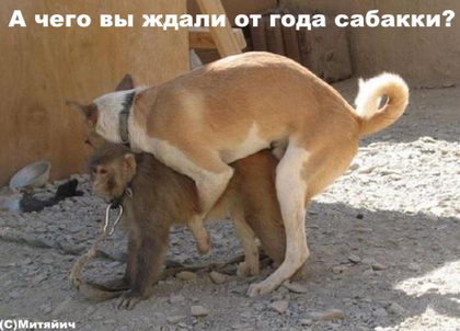Фото из конкурса на самую смешную фотографию дикой природы