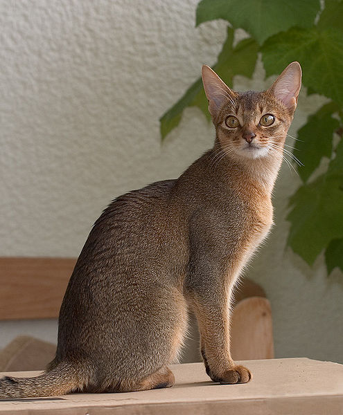 Коты и Кошки