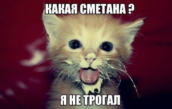 Коты и Кошки