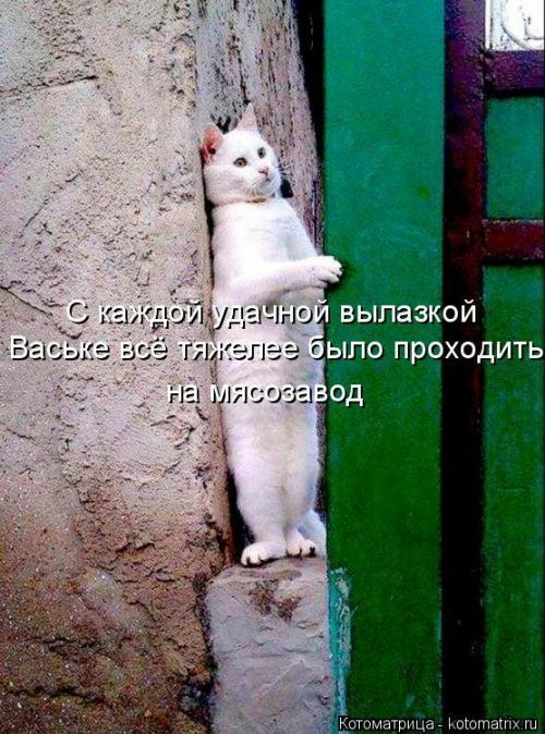 Забавных картинок не хотите ли?