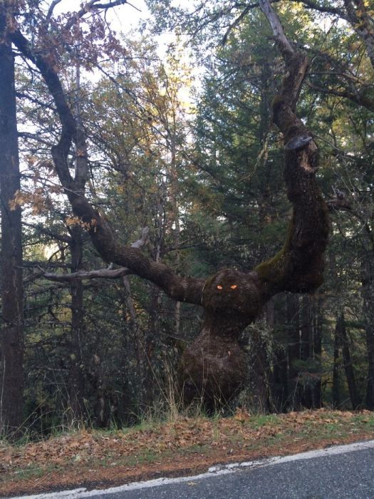 Природа проявляет фантазию: деревья необычной формы