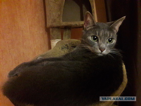 Котовторник 31.10.2017