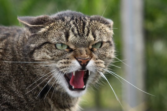 Злые русские кошки