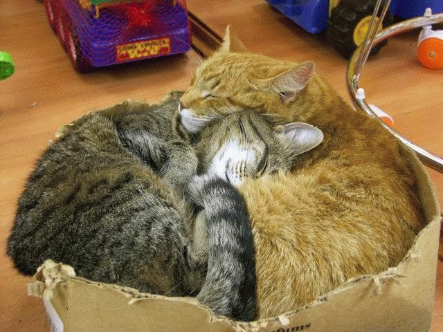 Котомет на вторник 08.04.08