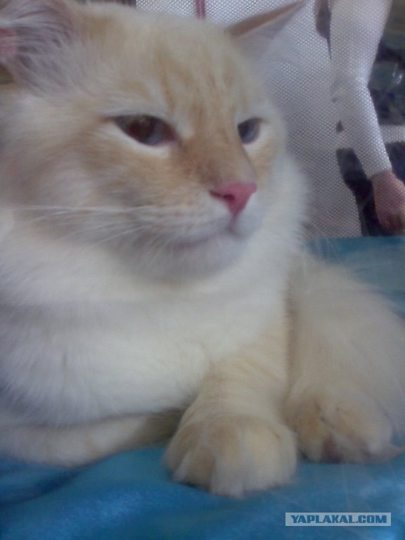 Котовторник на ЯПлакалъ 08.07.2008