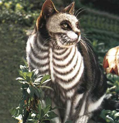 Кошак в шоке