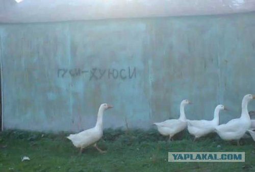 Гусь против ястреба