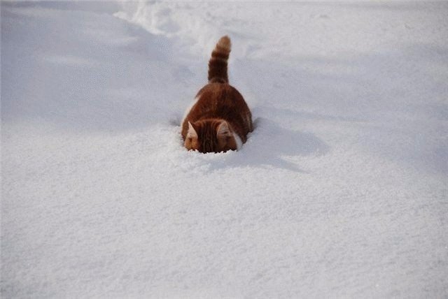 Немного милоты