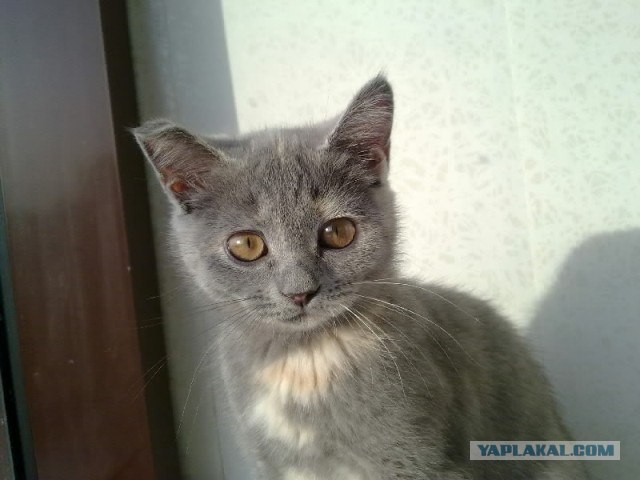 Котовторник 20.12.2011