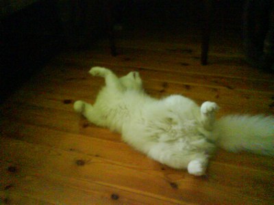 Котовторник (28.02.2012)