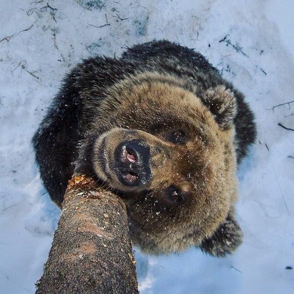 Живность из сети
