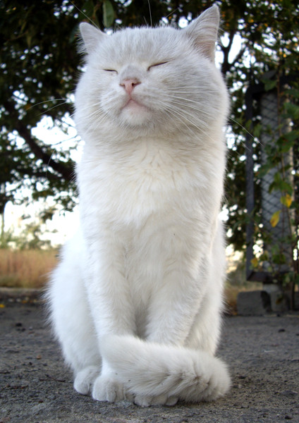 Забавные фото котеек
