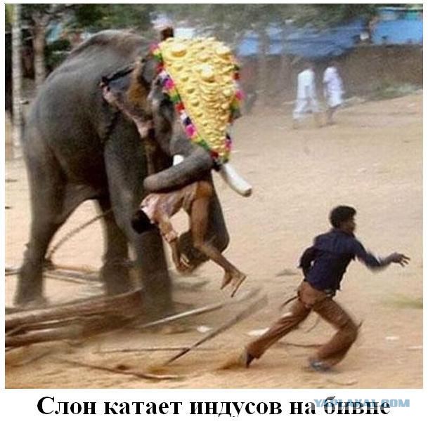 Люди спасли слона, застрявшего в затопленной яме
