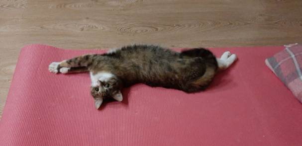 Давайте по котикам, которые с нами на самоизоляции