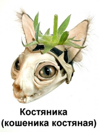 Фотожаба: Лето, фрукты, генетика!