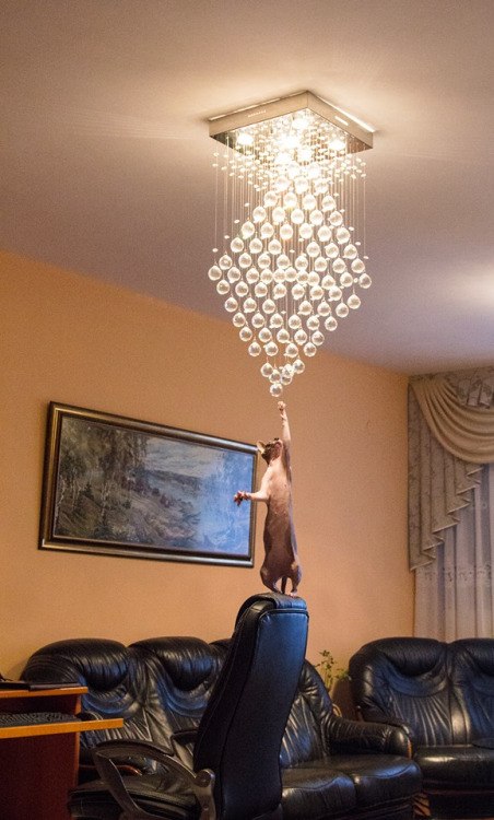 Эти забавные животные