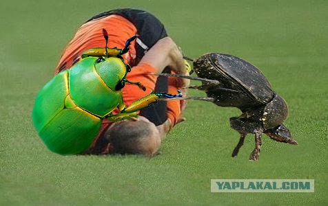 Фотожаба: Арьен Роббен