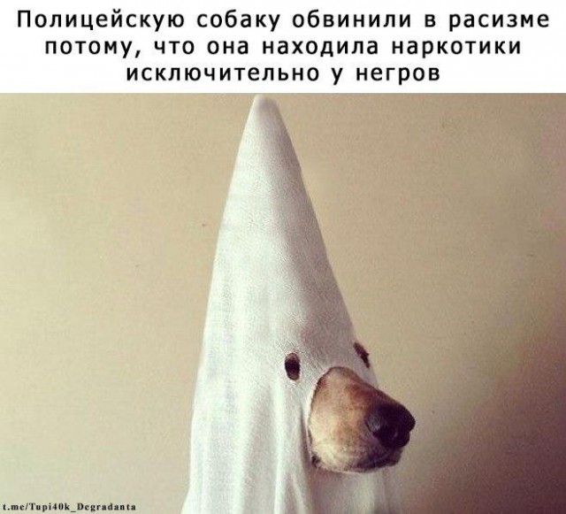 Собаки бывают