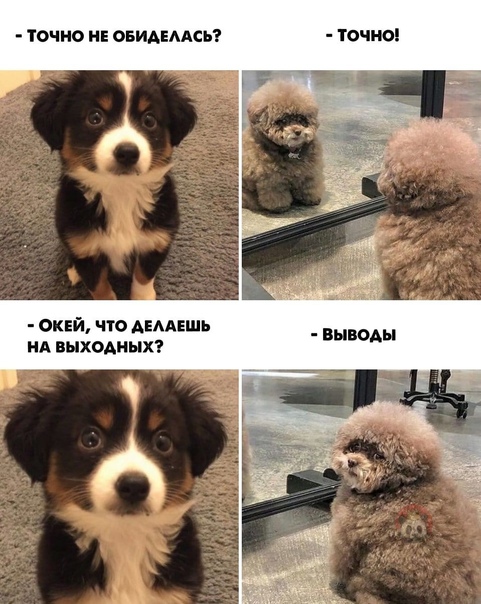 Юмор в картинках 29.11.20