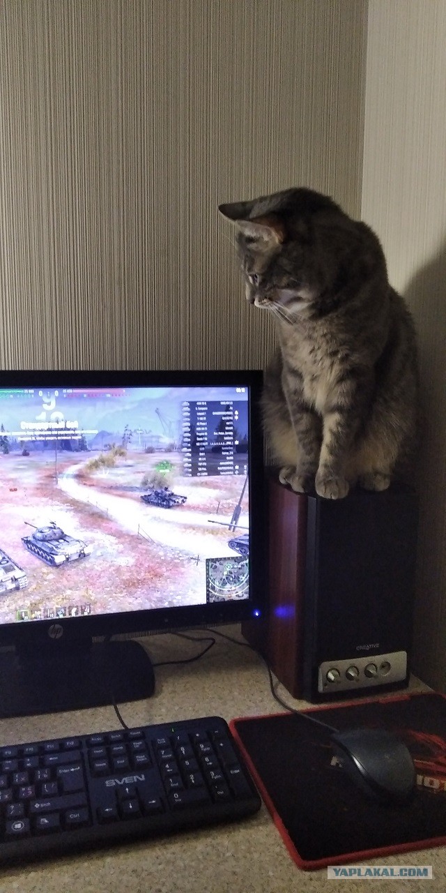 А это мой котан к котовторнику