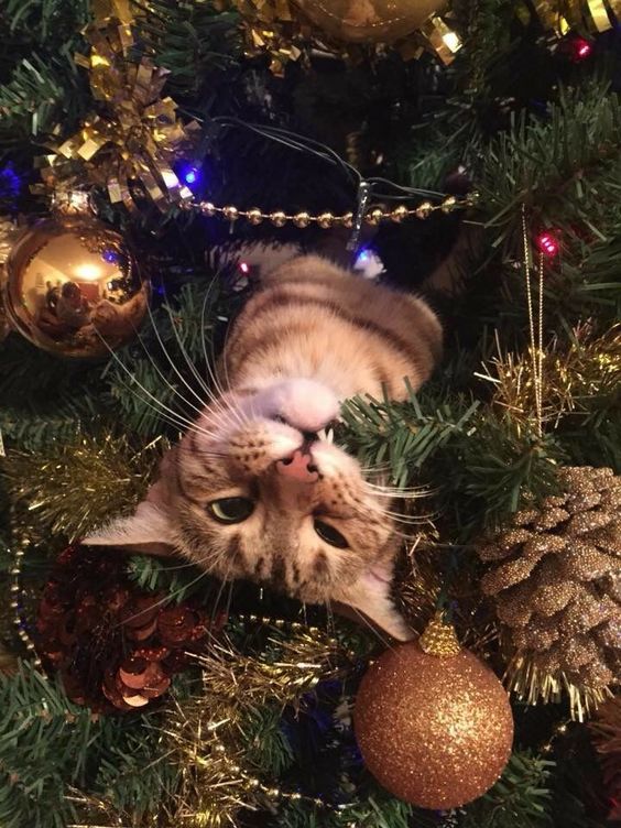Прикольные и просто красивые картинки 30.12.2022