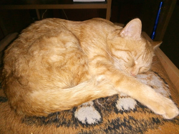 Котовторник 17.01.23