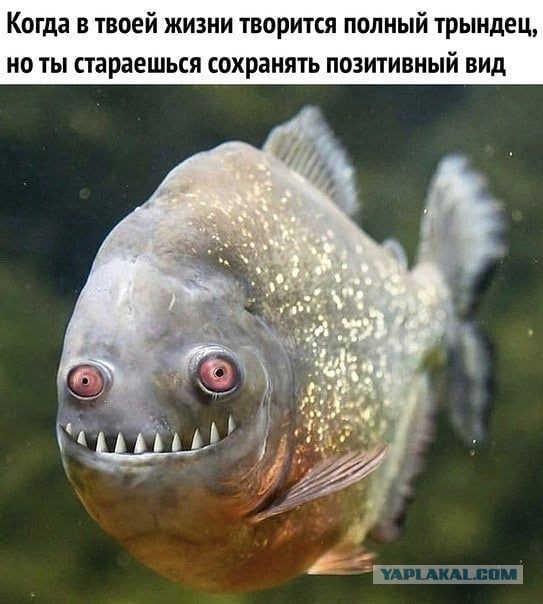 Под Тюменью задержали женщину, которая перевозила спайс в карасях