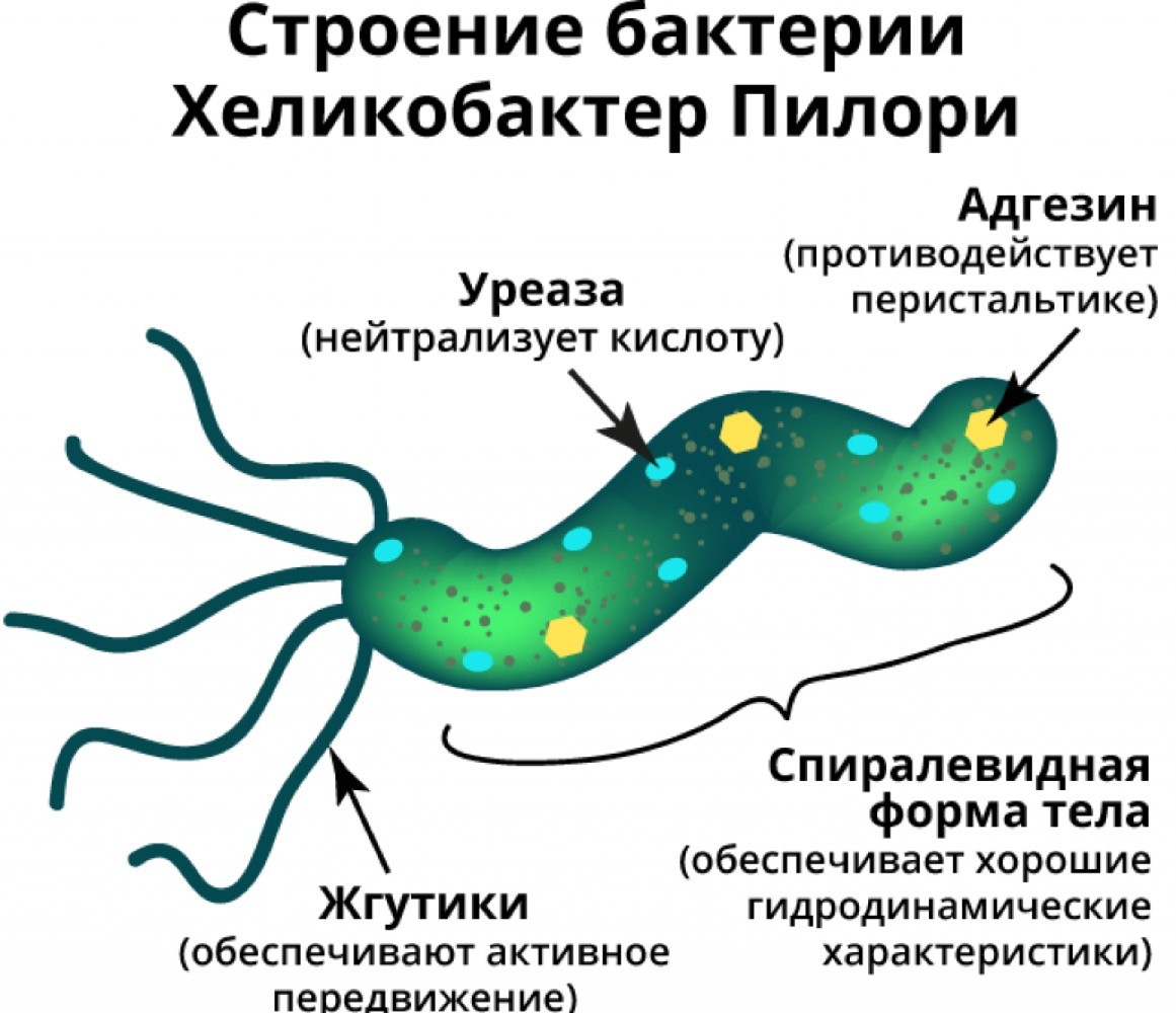 Причины появления бактерий в желудке